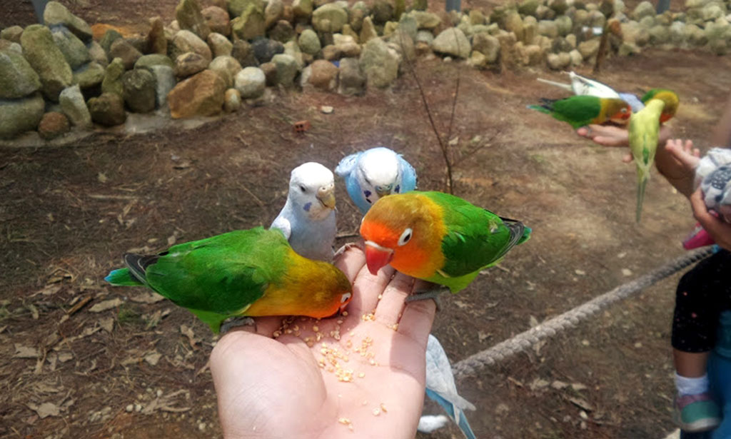 Sở thú ZooDoo Đà Lạt
