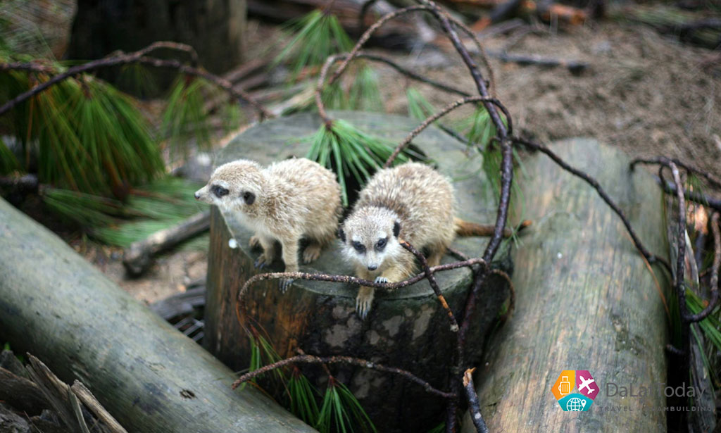 Sở thú ZooDoo Đà Lạt