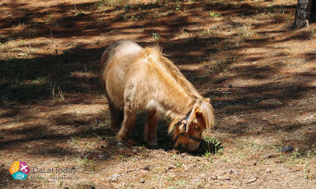 Sở thú ZooDoo Đà Lạt